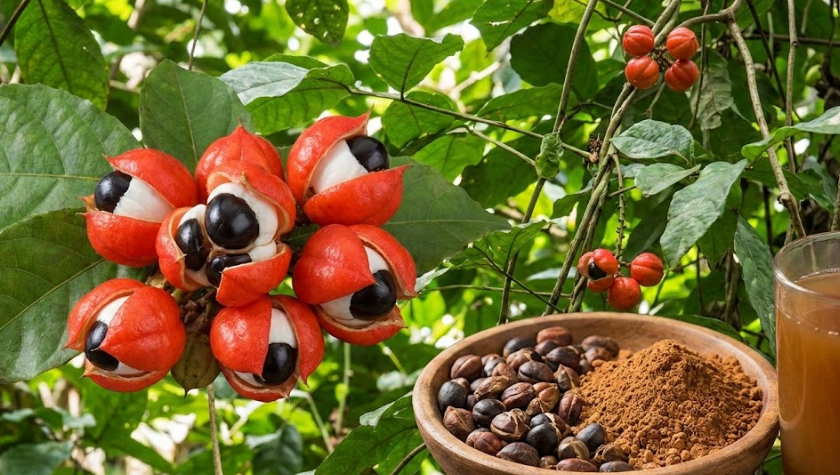 Amazon’un Derinliklerinden Gelen Bakış: Guarana Nedir?